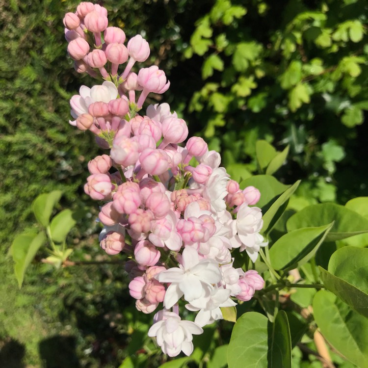 plant image 1286234