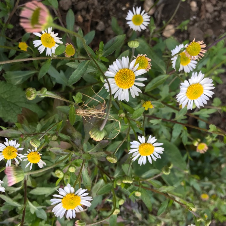 plant image 1286267