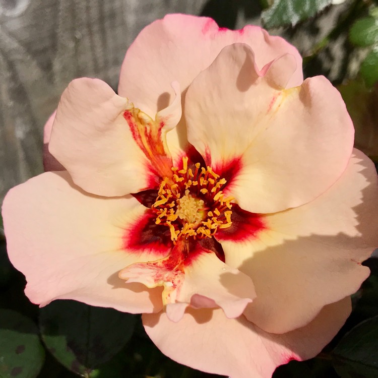 plant image 1291999