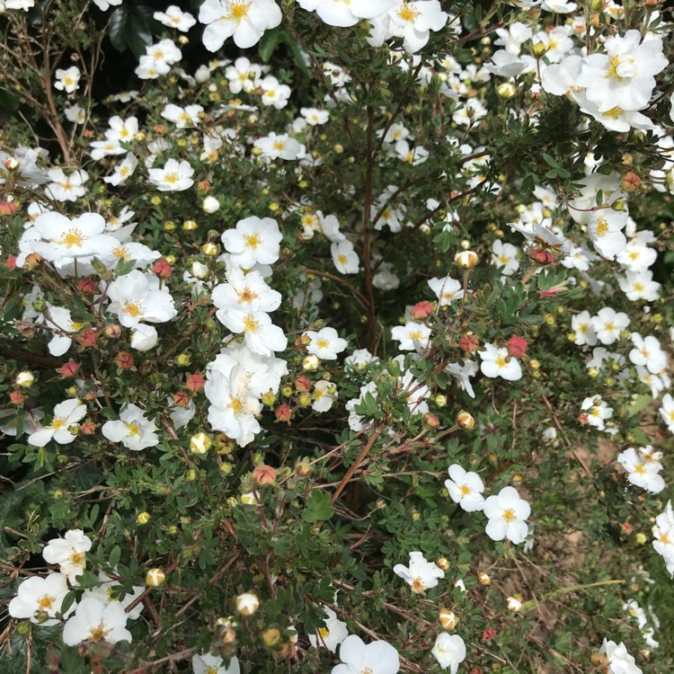 plant image 1297485 plant image 1297485