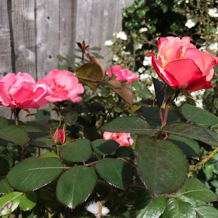 plant image 1297486
