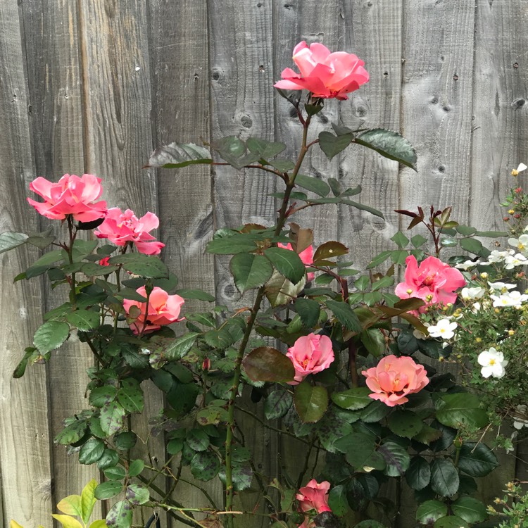 plant image 1300078