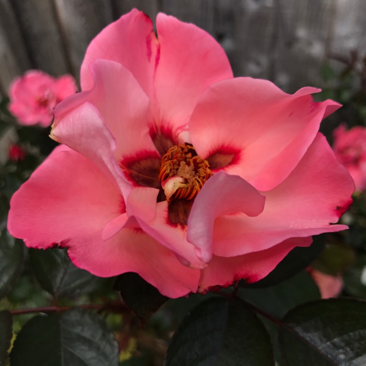 plant image 1300080