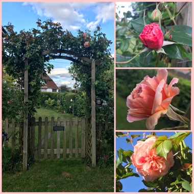Rosa 'Ausled' syn. Rosa 'A Shropshire Lad'