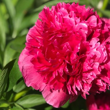 Paeonia