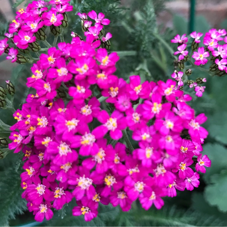 plant image 1305941 plant image 1305941