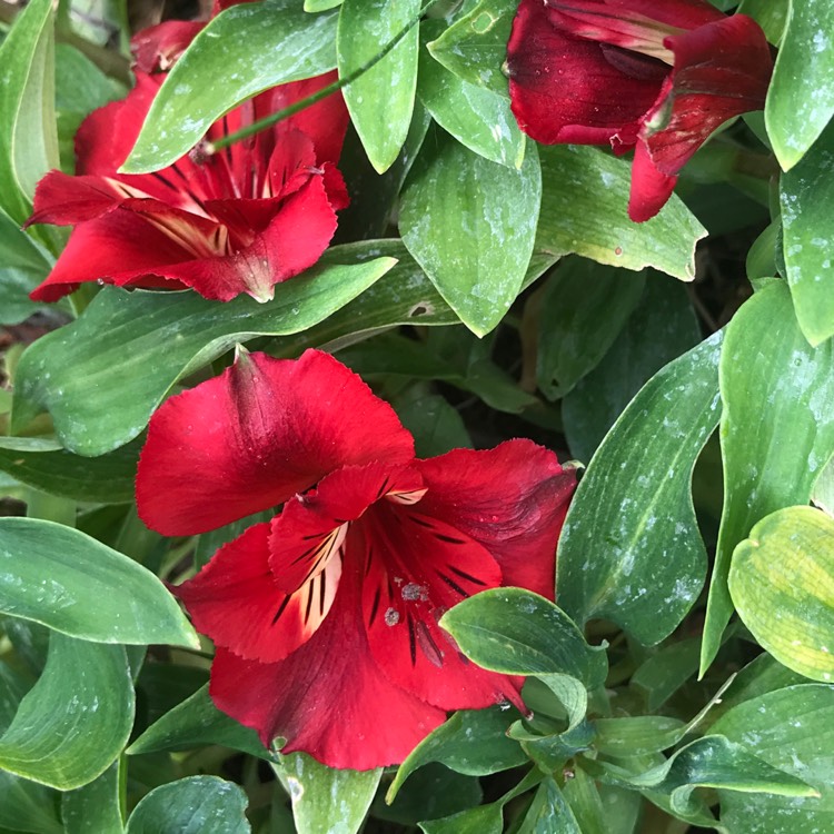 Plant image Alstroemeria