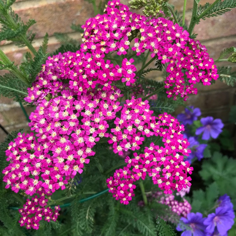 plant image 1324124 plant image 1324124