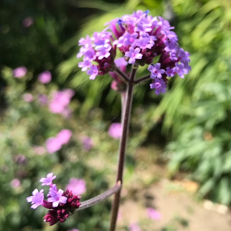 plant image 1331341