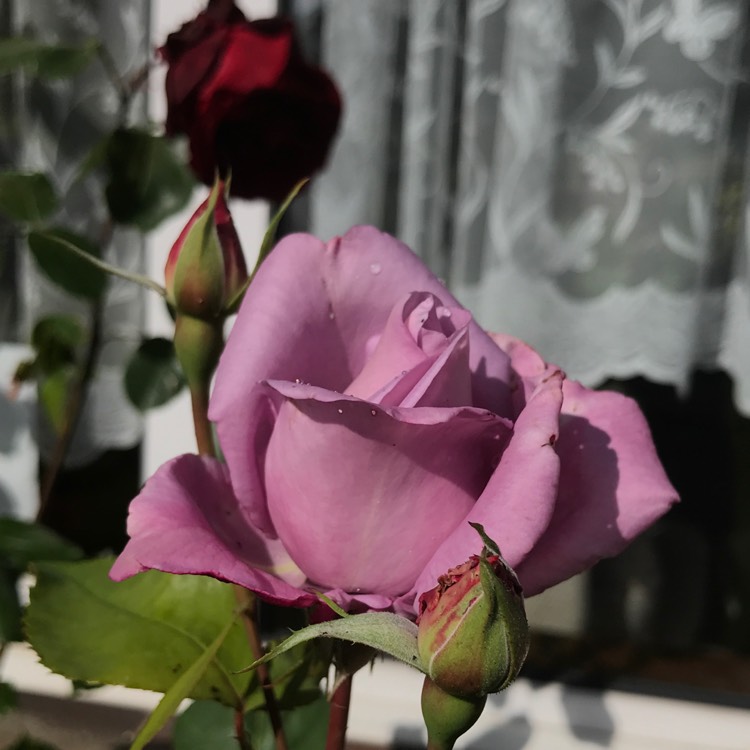 plant image 1335388