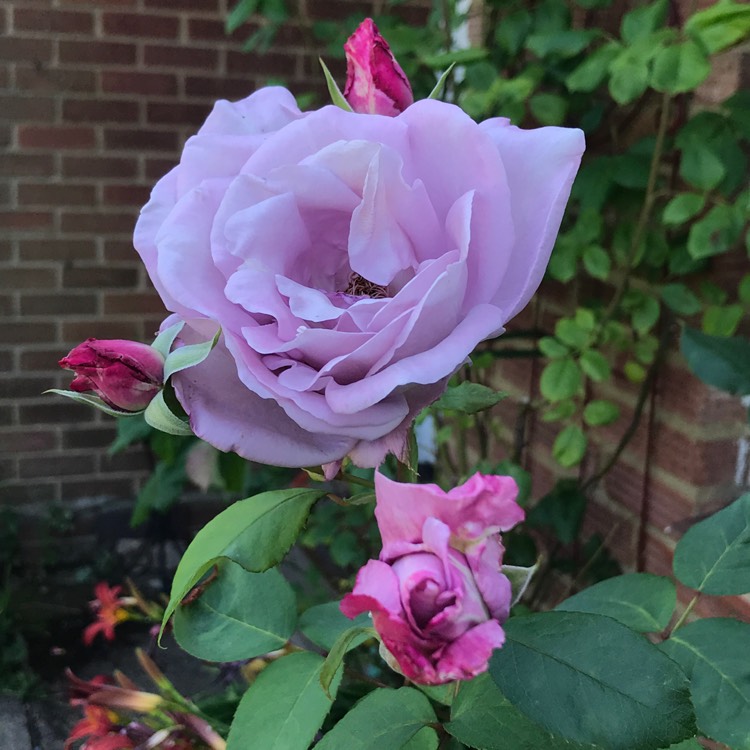 plant image 1340292
