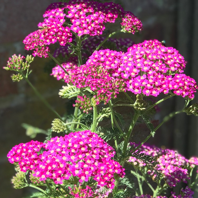 plant image 1340374 plant image 1340374