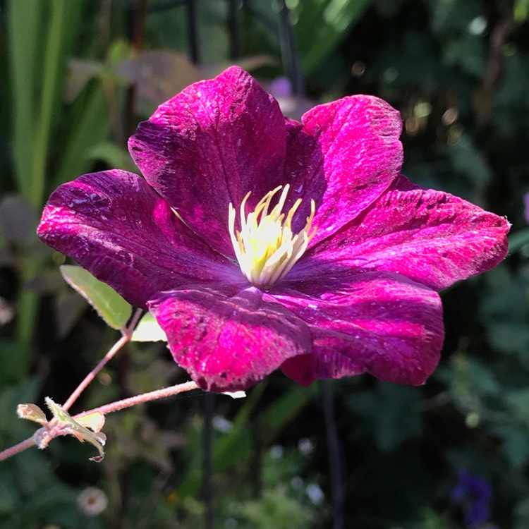 plant image 1340375