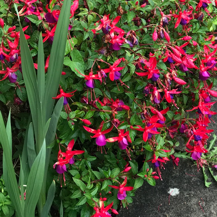 plant image 1342720 plant image 1342720