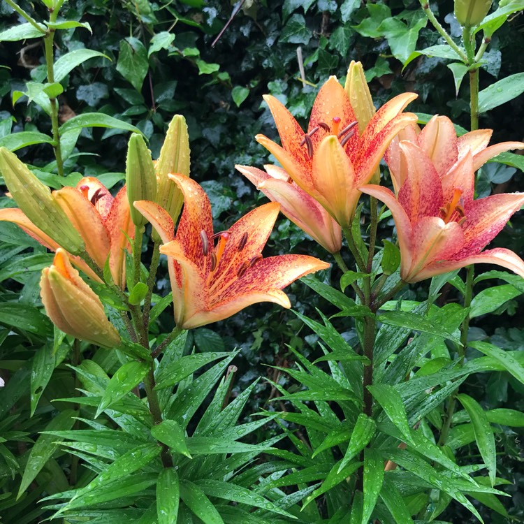 plant image 1342731 plant image 1342731