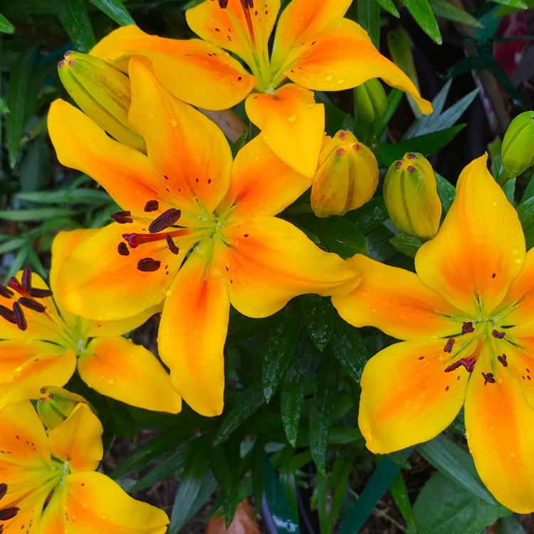 plant image 1343440 plant image 1343440