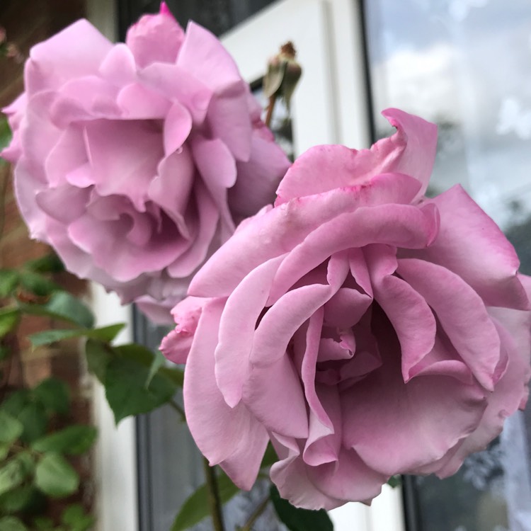 plant image 1343447