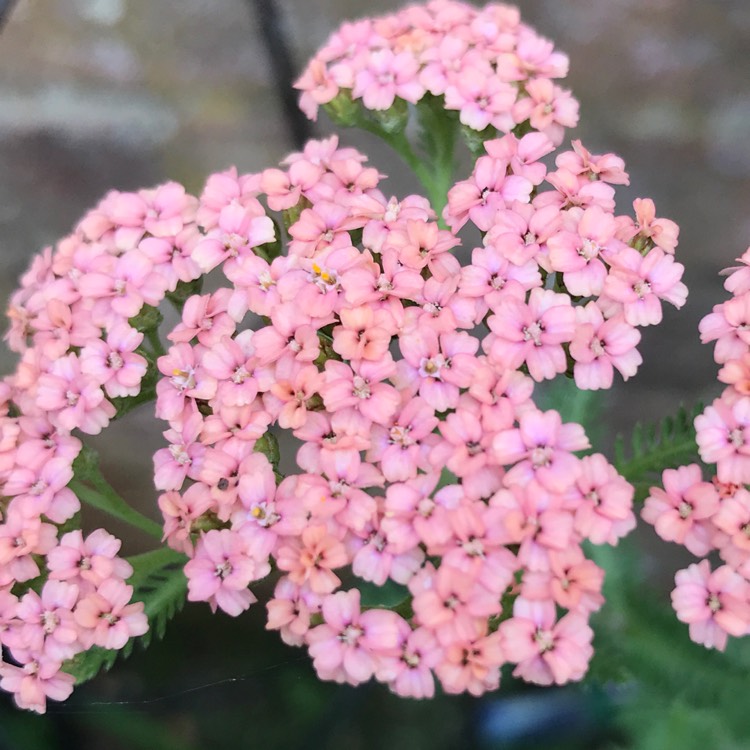 Plant image Achillea millefolium 'Summer Pastels' mix