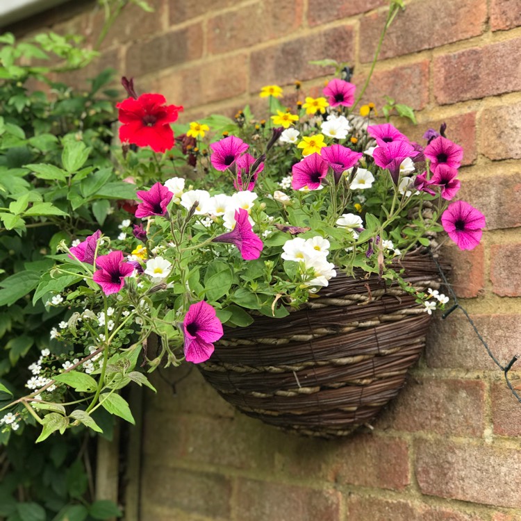 plant image 1347176 plant image 1347176