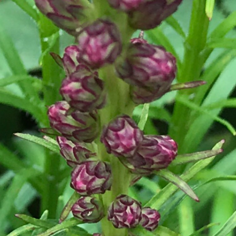 plant image 1347187 plant image 1347187