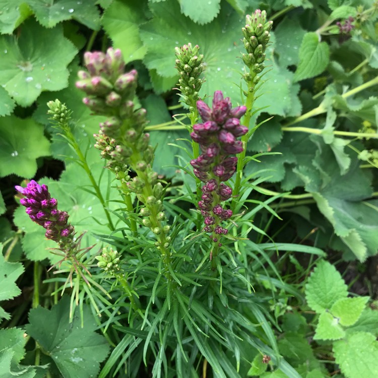 plant image 1347190 plant image 1347190