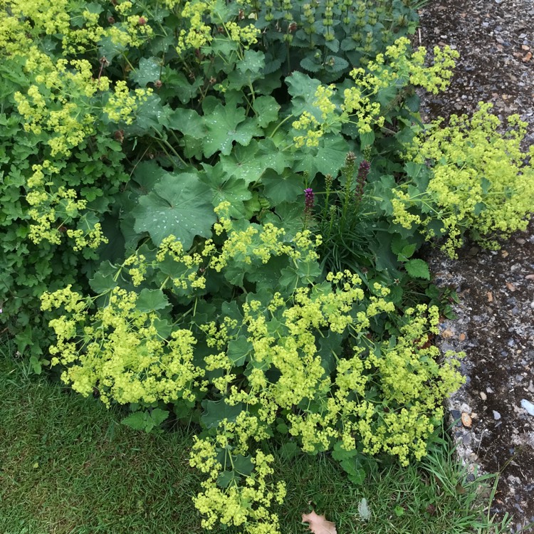 plant image 1347202 plant image 1347202