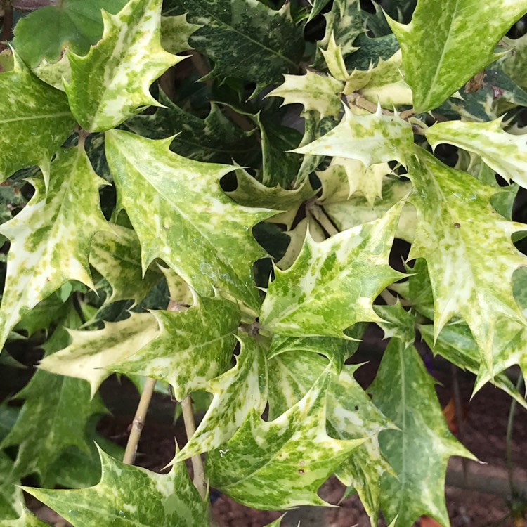 plant image 1357151