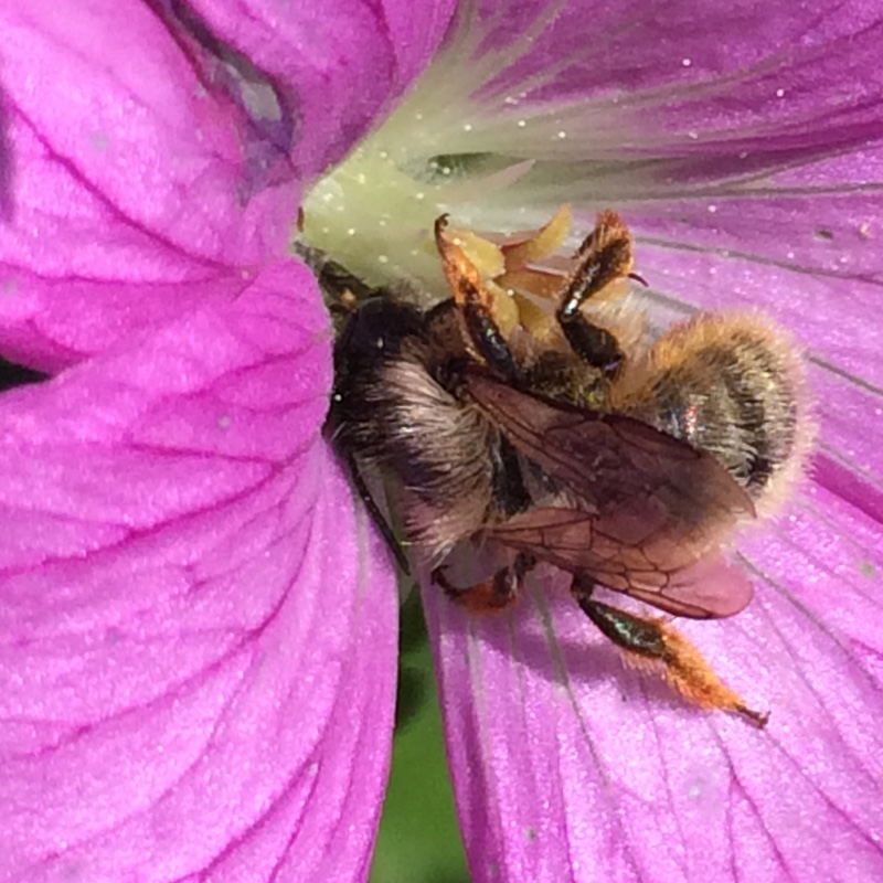 plant image 137055