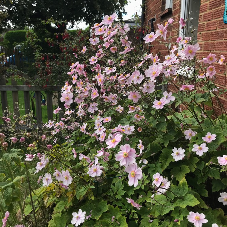 plant image 1387617 plant image 1387617