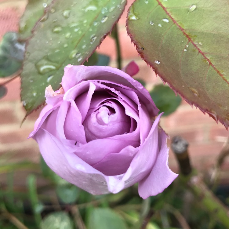 plant image 1406350