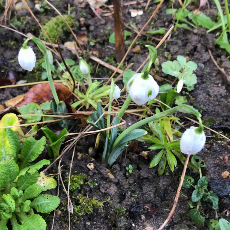 plant image 1436284