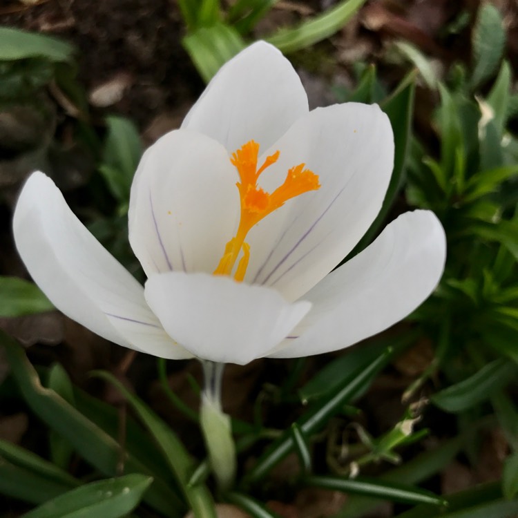 plant image 1443799 plant image 1443799