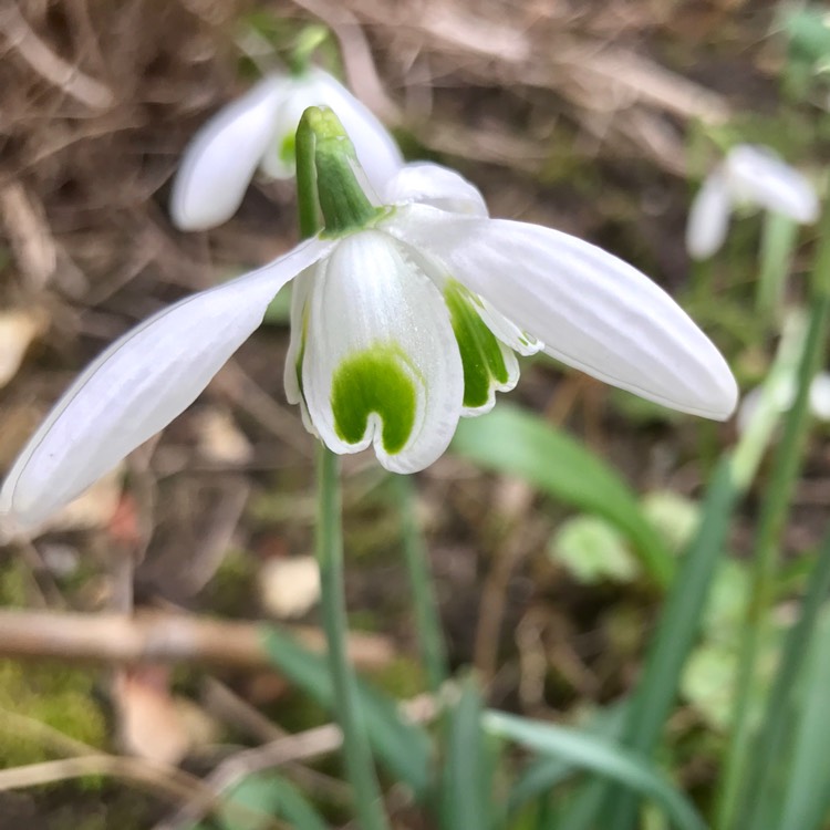 plant image 1443803