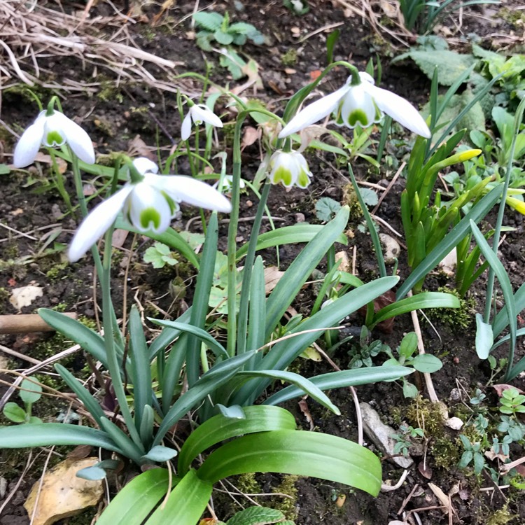 plant image 1443804