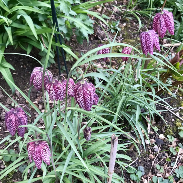 plant image 1458311 plant image 1458311