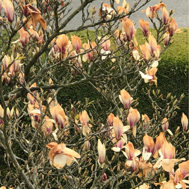 plant image 1460432