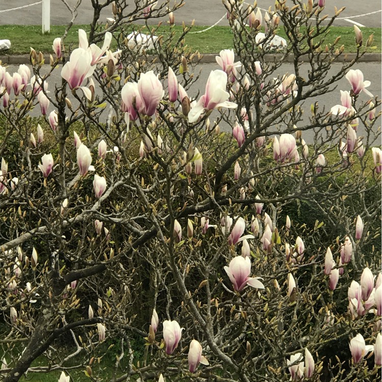 plant image 1460434