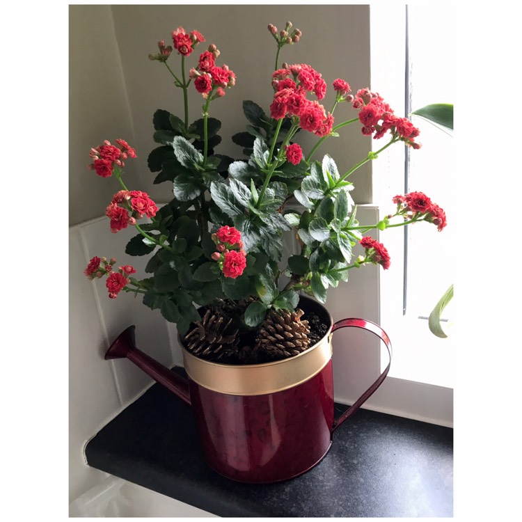 Plant image Kalanchoe