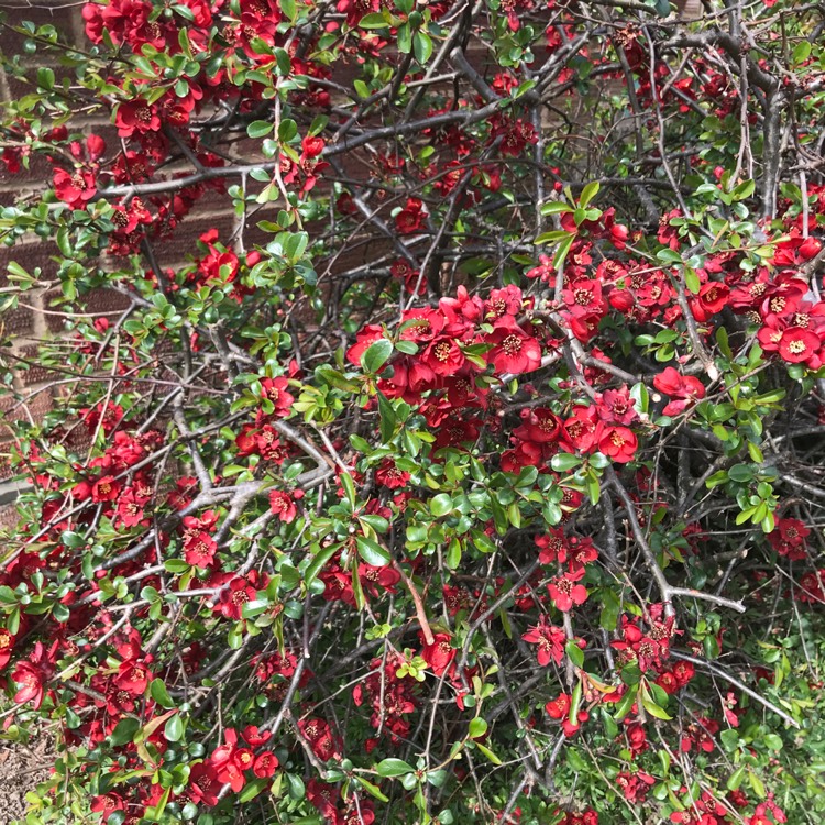 plant image 1462639