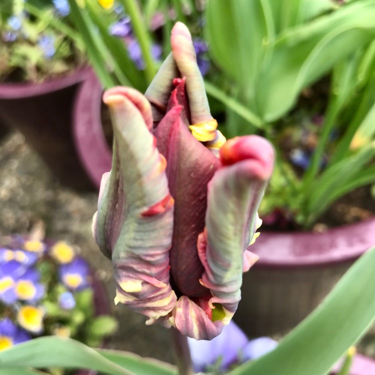 plant image 1470993 plant image 1470993