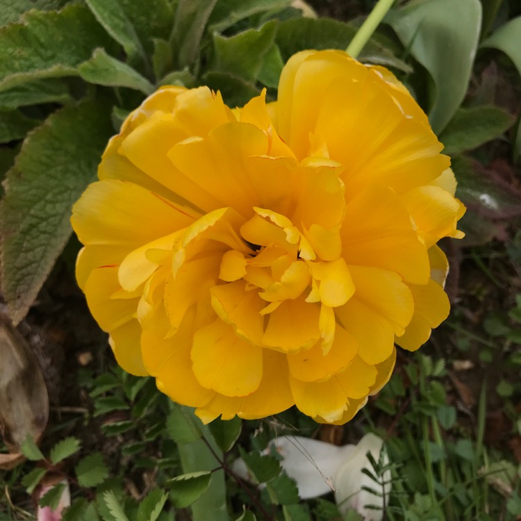 plant image 1472693 plant image 1472693