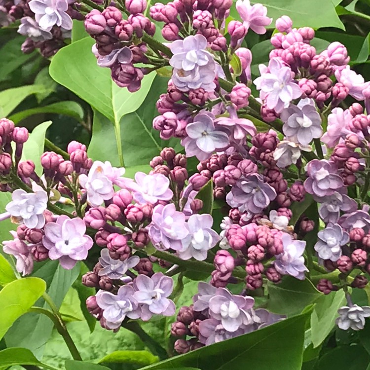 plant image 1480910