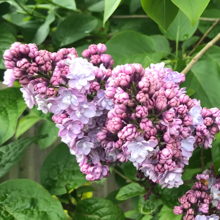 plant image 1480911