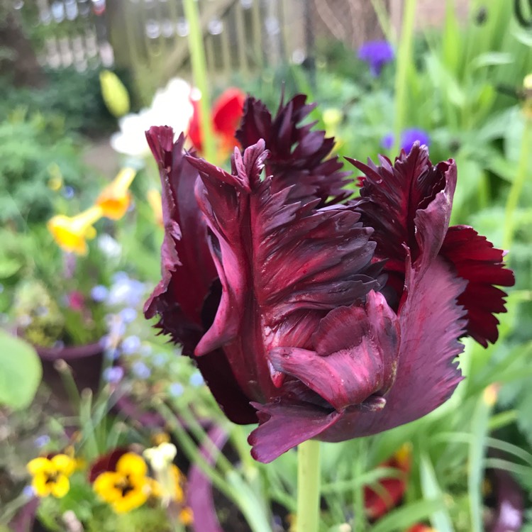 plant image 1484452 plant image 1484452