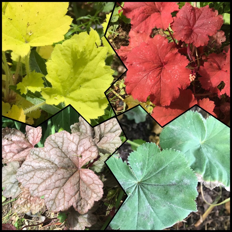 plant image 1487007
