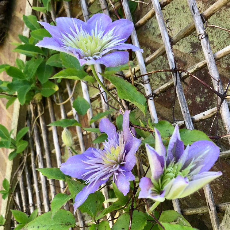 plant image 1487011 plant image 1487011