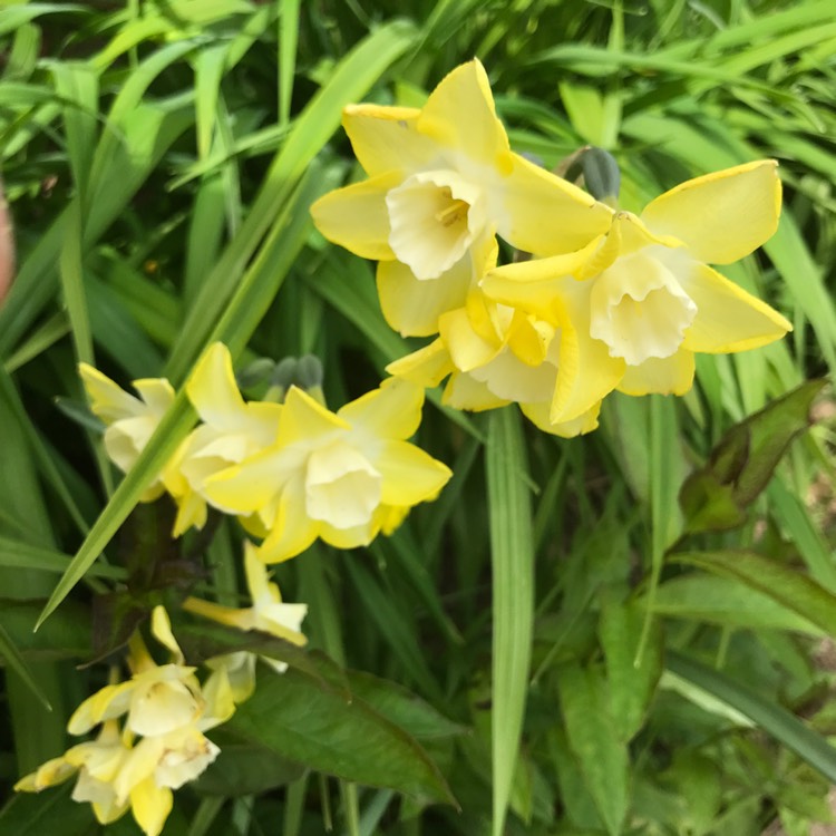 plant image 1487027 plant image 1487027