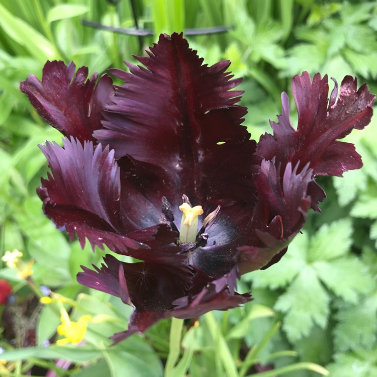 plant image 1487028 plant image 1487028