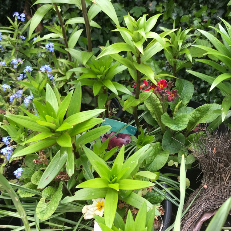 plant image 1487035 plant image 1487035