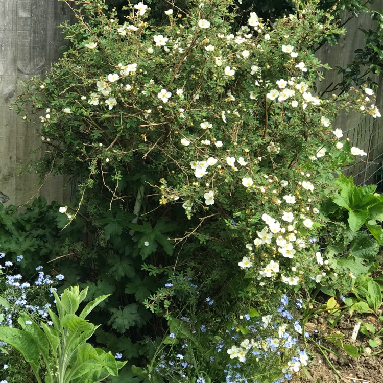 plant image 1487047 plant image 1487047